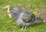 Rock Dove