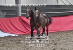 BPP_2219