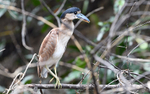Boat-Billed Heron
