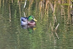 Mallard
