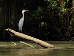 Great Blue Heron (adult), Sarapiqui River, Costa Rica