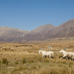 Two Gray Mare Ponies, Co.Galway, Ireland