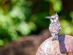 Pied Kingfisher