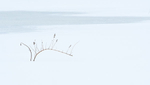 WINTER GESTURE - NORFOLK COUNTY