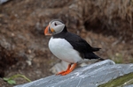 Puffin