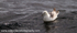 SBF001: Fulmar
