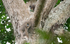 Young mandrill