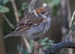 Tree Sparrow