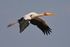 Yellow-billed Stork in flight