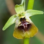 Ophrys lacaitae x Ophrys holoseria ssp gracilis. one of a hybrid swarm in a small woodland area nr San Marco in Lamis