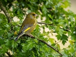 Greenfinch