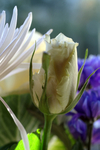 Flowers Set 1 - 03