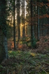Winter Sun-rays