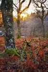Glen-Orchy