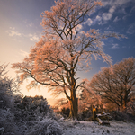 Warm Winter Light