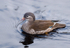 Mandarin Duck