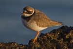 Ringed Plover