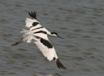 Avocet