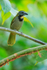 Buff-throated Saltator, Manuel Antonio, Costa Rica