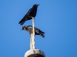 Carrion Crows