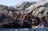Sea Lions - 2905