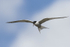 Common Tern
