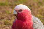 A Galah