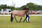 Class 51: NPS M&M 4 years and over Large Breeds portfolio