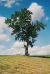 TheTree2007Layer50005