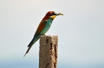European Bee-eater