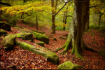 Old Padley Tree