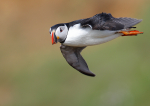 Puffin