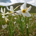 Poet's Narcissus (Narcissus poeticus) on the Piano Grande