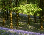 Bluebells near Pott Shrigley (3)