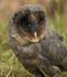 " BLACK BARN OWL "
