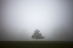 In Fog