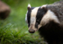 BADGER 10