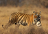 Royal bengal tiger - 1