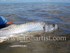 Tarpon Release.