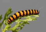 Catapillar