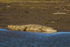Nile Crocodile basking, South Africa