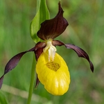 Lady's Slipper (Cypripedium calceolus) 