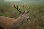 Red Deer