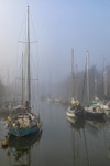 Misty Harbour Reflections