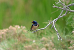 Swallow
