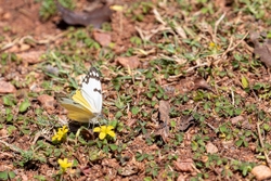 Butterfly Forest White