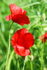 Poppy