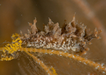 Lomanotus marmoratus
