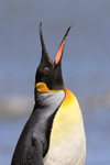 King Penguin calling, Volunteer Point, Falklands