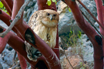 Brown Fish Owl